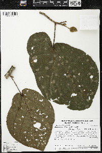 Matisia obliquifolia image