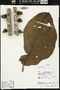 Matisia obliquifolia image