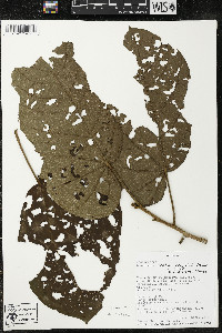 Matisia obliquifolia image
