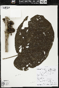 Matisia obliquifolia image