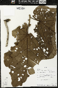 Matisia obliquifolia image