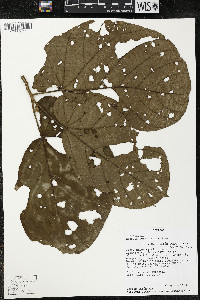 Matisia obliquifolia image