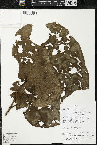 Matisia obliquifolia image