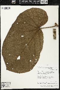 Matisia obliquifolia image