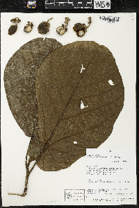 Matisia obliquifolia image