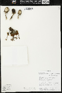 Matisia obliquifolia image