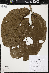 Matisia obliquifolia image