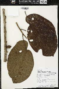 Matisia obliquifolia image