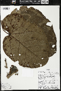 Matisia obliquifolia image