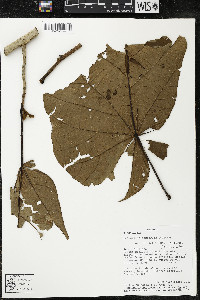 Matisia obliquifolia image