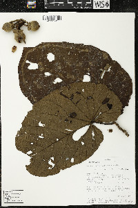 Matisia obliquifolia image