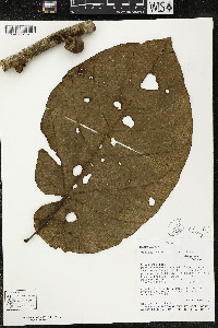 Matisia obliquifolia image