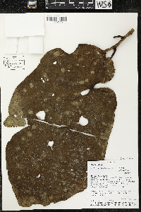Matisia obliquifolia image
