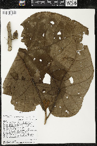 Matisia obliquifolia image