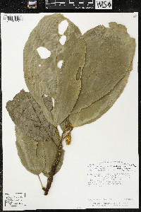 Matisia ochrocalyx image