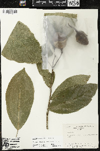 Matisia ochrocalyx image
