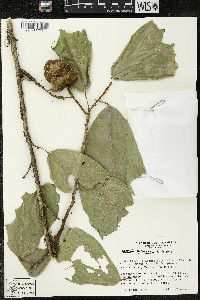 Matisia ochrocalyx image
