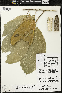 Matisia ochrocalyx image
