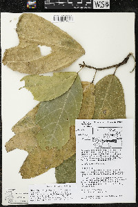 Matisia ochrocalyx image