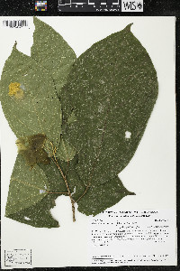 Matisia ochrocalyx image