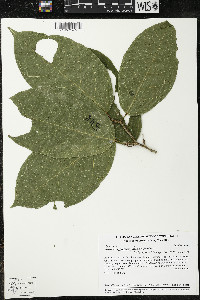 Matisia ochrocalyx image