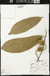 Matisia ochrocalyx image