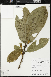 Matisia ochrocalyx image
