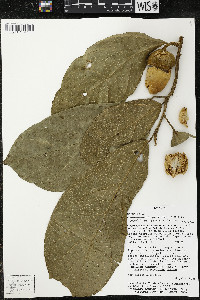 Matisia ochrocalyx image