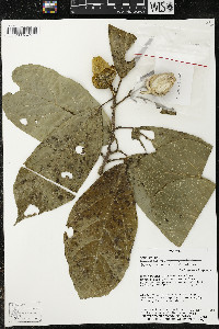 Matisia ochrocalyx image