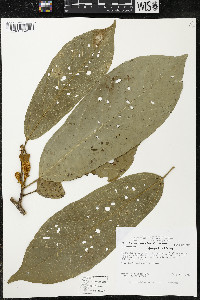 Matisia ochrocalyx image
