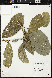 Matisia ochrocalyx image