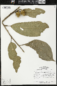 Matisia ochrocalyx image