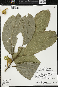Matisia ochrocalyx image