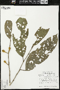 Matisia ochrocalyx image