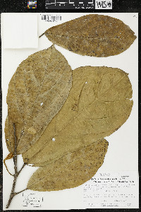 Matisia ochrocalyx image