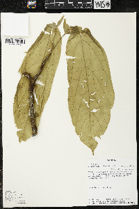 Matisia ochrocalyx image