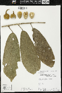 Matisia ochrocalyx image