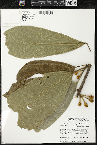 Matisia ochrocalyx image