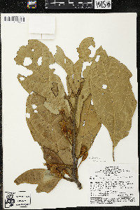Matisia ochrocalyx image