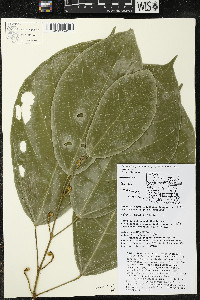 Matisia ochrocalyx image