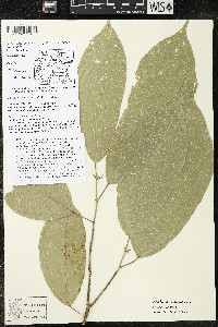 Matisia ochrocalyx image