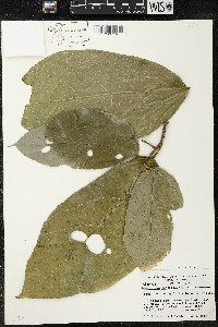 Matisia ochrocalyx image