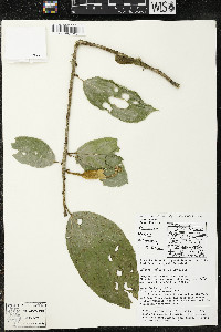 Matisia ochrocalyx image