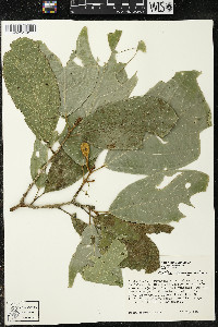 Matisia ochrocalyx image