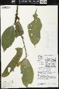 Matisia ochrocalyx image