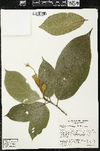Matisia ochrocalyx image