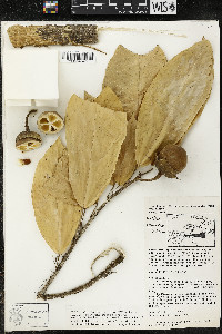 Matisia ochrocalyx image