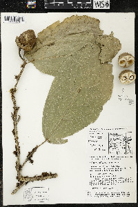 Matisia ochrocalyx image