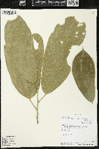 Matisia ochrocalyx image