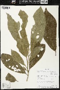 Matisia ochrocalyx image